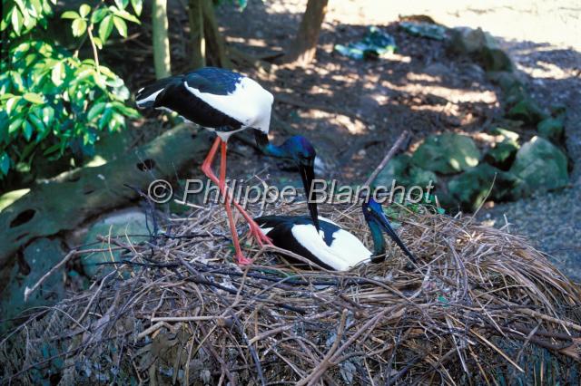 jaribu 1.JPG - Jabiru d'AsieBlack-necked StorkEphippiorhynchus asiaticus (male + femelle) The Rainforest Habitat Wildlife SanctuaryPort DouglasQueenslandAustralie